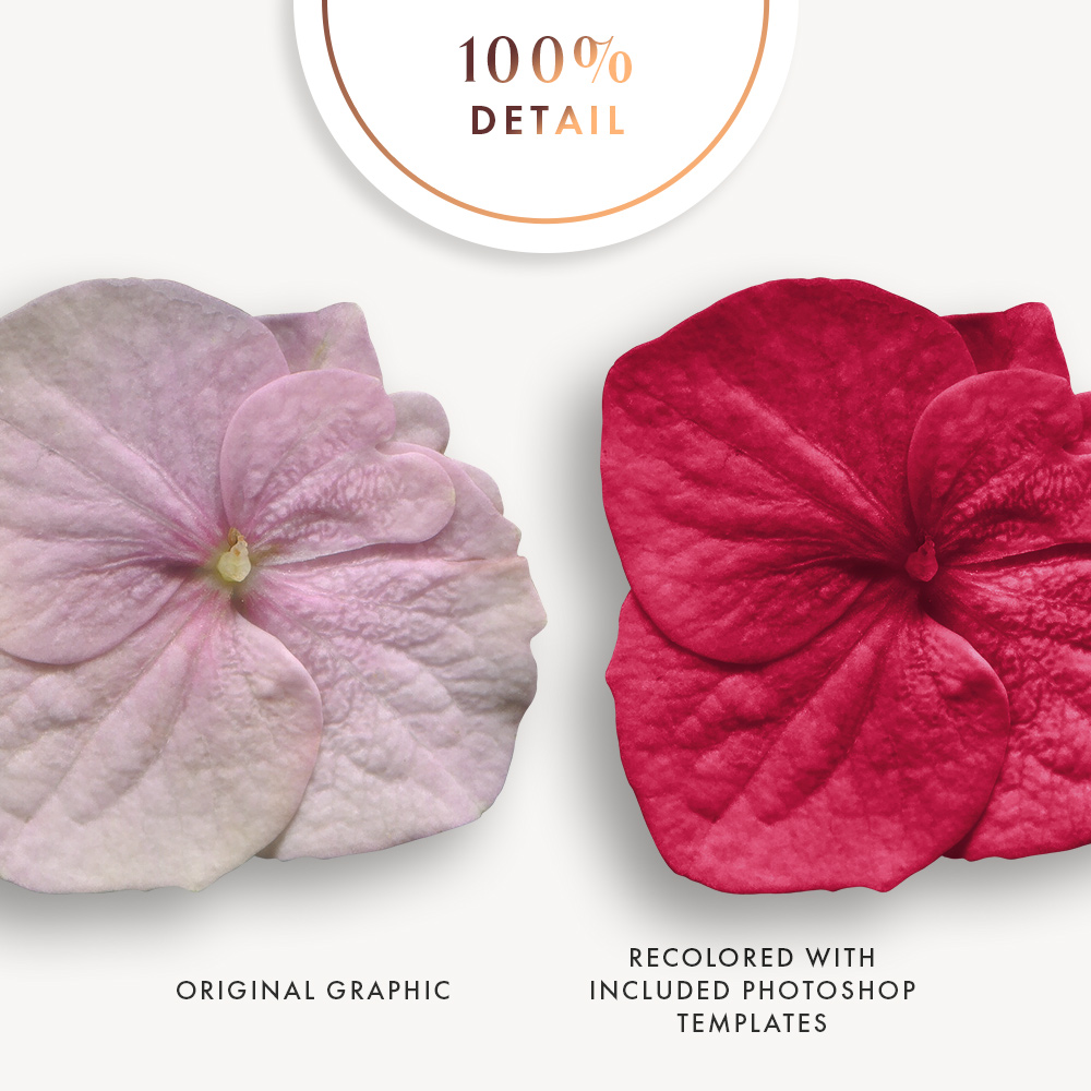 Extracted Hydrangea Flowers - Sahin Designs - CU Digital Scrapbook